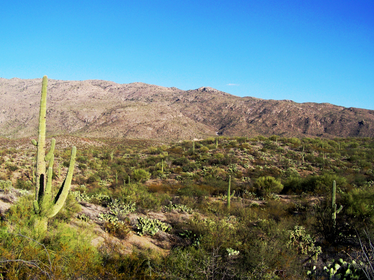 Saguaro with Changes