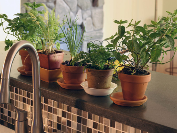 10 of the Easiest Herbs to Grow Indoors