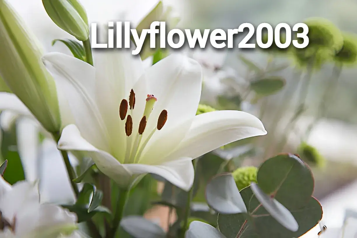 Who is lillyflower2003 ? Complete Overview